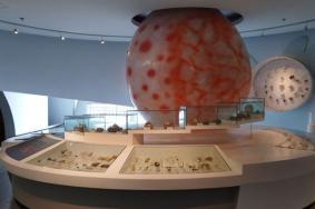 2022大連貝殼博物館游玩攻略 - 門票價格 - 開放時間 - 地址 - 交通