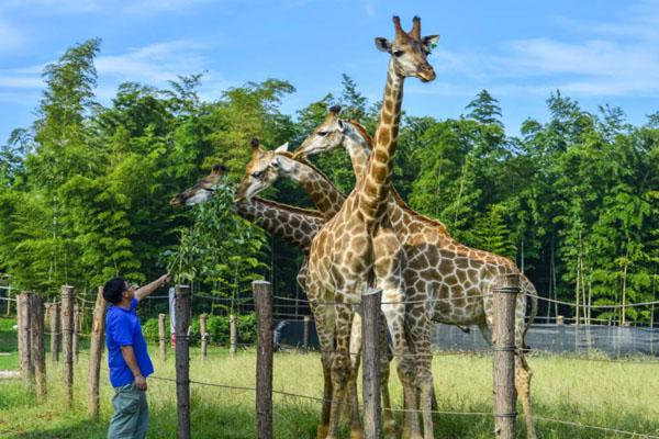 2023杭州野生動物世界門票多少一張 附門票優惠政策