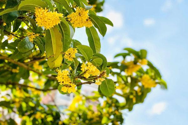 常州哪個公園有桂花 10個賞桂花的最佳地點(diǎn)