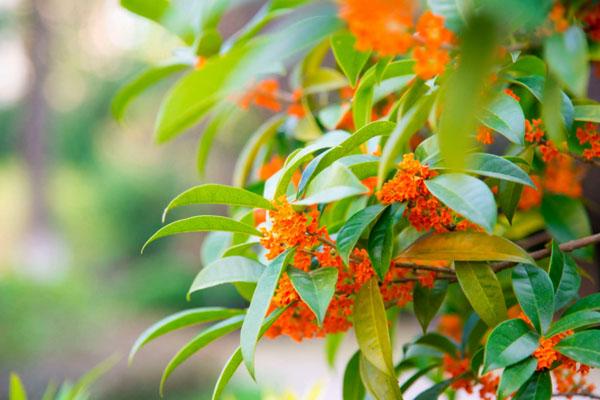 常州哪個公園有桂花 10個賞桂花的最佳地點(diǎn)