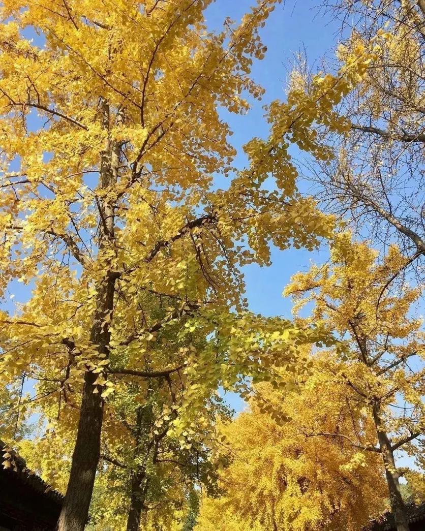 秋季赏银杏的最佳时间和地点