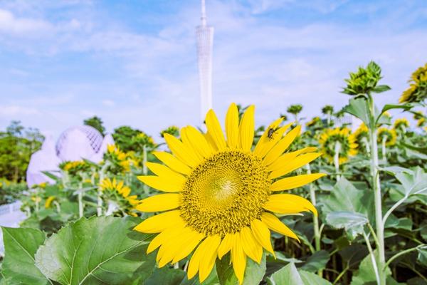 2022两沙岛背日葵甚么时候开?背日葵花海如何往?