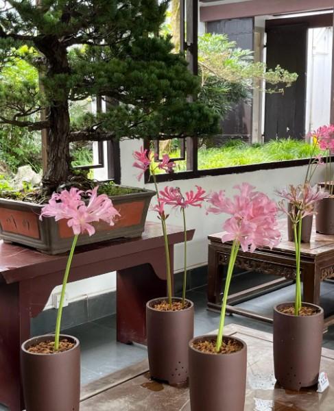 2022杭州植物园石蒜花展时间及活动详情