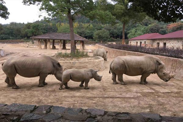 杭州野生動物世界怎么去(地鐵+公交+自駕)