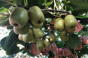 成都都江堰猕猴桃几月成熟 采摘猕猴桃的地方在哪里
