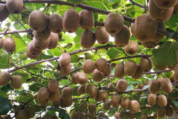 成都都江堰猕猴桃几月成熟 采摘猕猴桃的地方在哪里