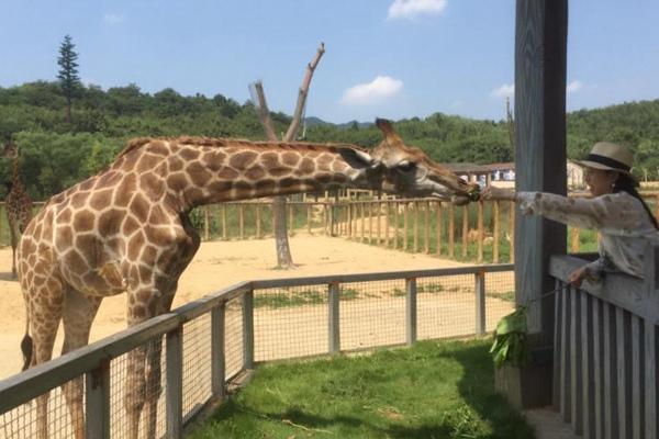 杭州野生动物世界自驾与不自驾区别