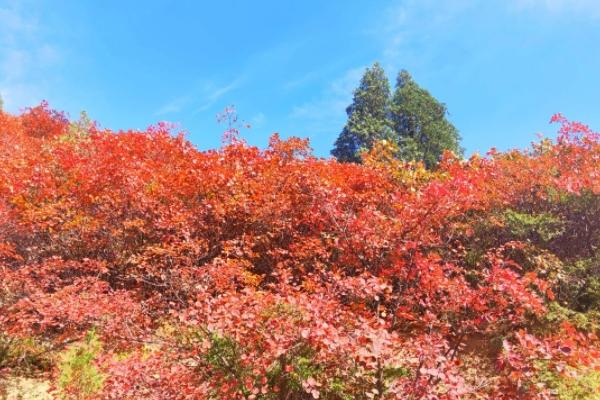 河北赏秋景最好的处所是那里