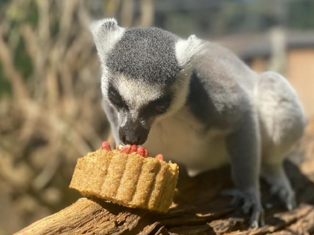 蘭州野生動物園中秋優(yōu)惠活動匯總