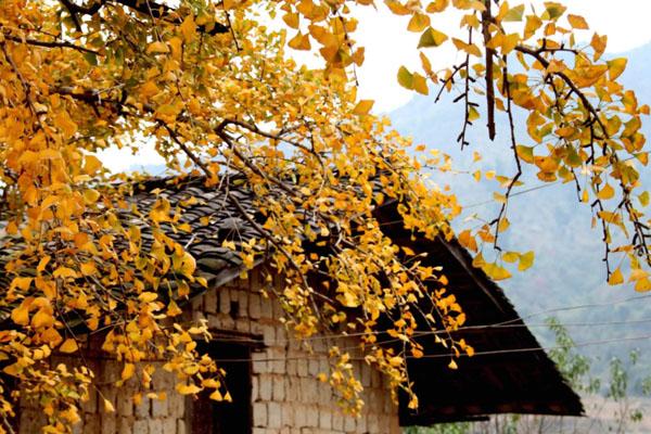 广东秋天哪里旅游最美 十大景色最好的赏秋好去处