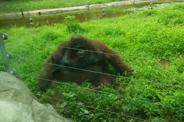 2024重慶動物園門票多少一張