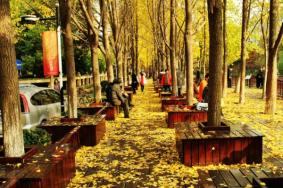 杭州观赏银杏的地方有哪些