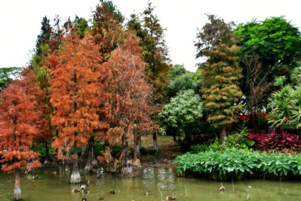 广州秋天哪里的景色最美