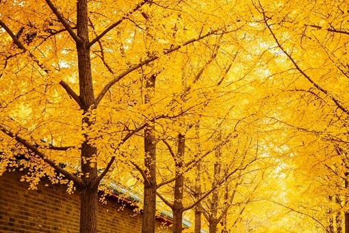 2022北京观赏银杏树最好的地方在哪里?