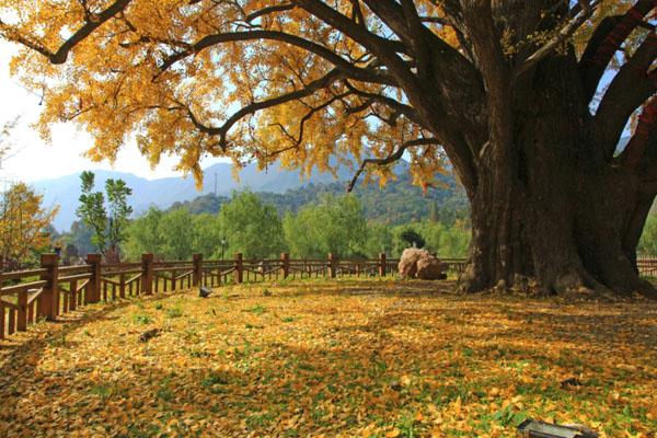 随州秋季最值得游玩的十大旅游景点
