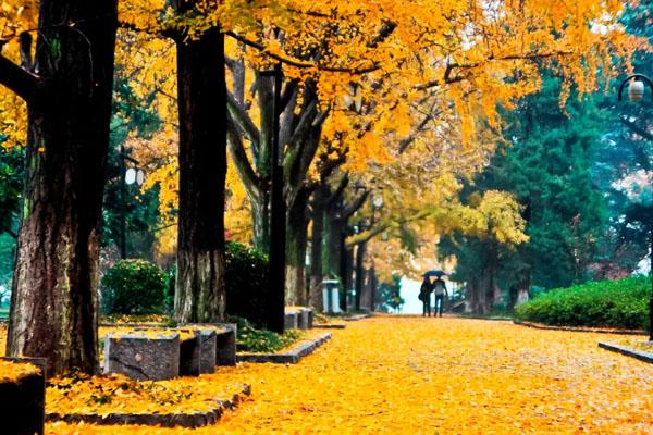 秋季去南京哪些地方旅游最好