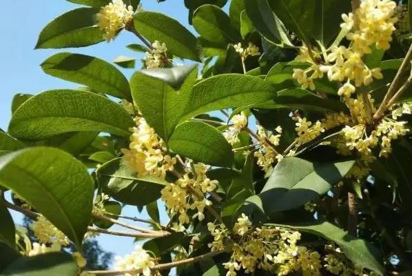 西安賞桂花最佳地方 哪里有桂花樹賞花