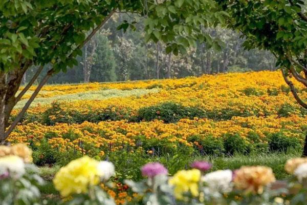 2022北京陈花港菊花节门票代价及劣惠政策 附活动时候