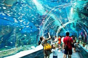 武汉东湖海洋世界和海昌极地海洋世界哪个好玩
