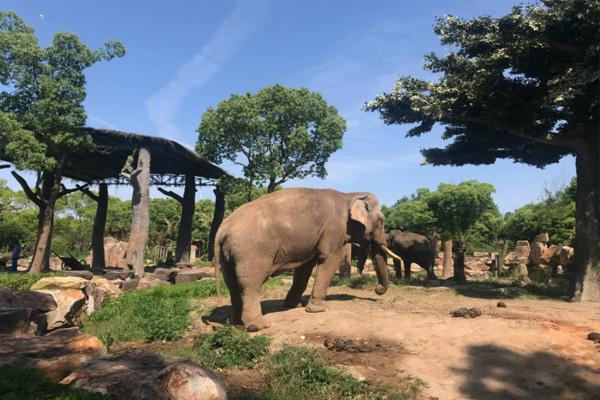2022上海野生动物园旅游节门票半价吗