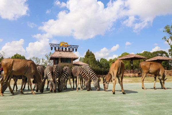 2022上海野生動(dòng)物園門票最新優(yōu)惠活動(dòng) 附門票價(jià)格