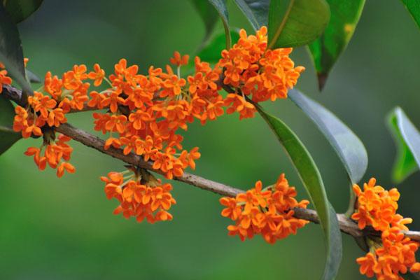 重慶哪里賞桂花 重慶賞桂花的十大好地方