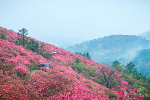 武漢木蘭云霧山杜鵑花幾月份去