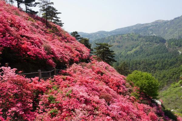 武漢木蘭云霧山杜鵑花幾月份去