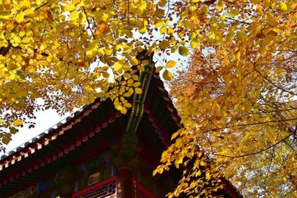 北京银杏树观赏最佳的地方是哪里