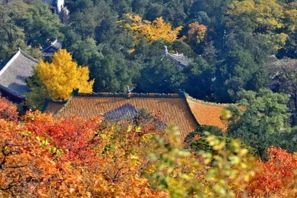 北京银杏树观赏最佳的地方是哪里