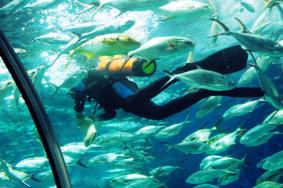 上海海洋水族馆喂食时间表