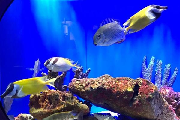 上海海洋水族館里面有哪些海洋生物