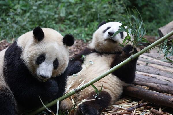 9月21日起成都熊猫基地恢复开园