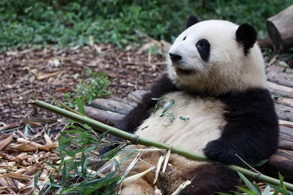 9月21日起成都熊猫基地恢复开园