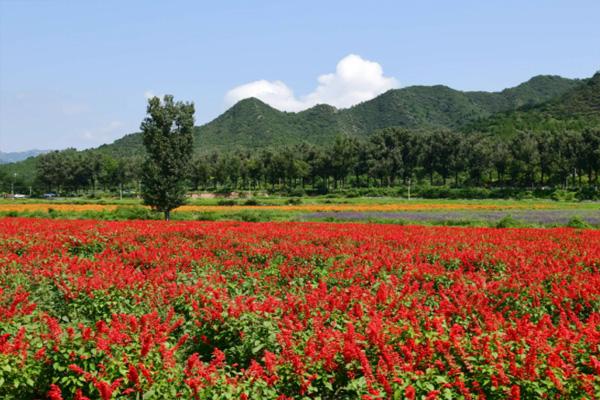 2022北京十一赏花的地方有哪些