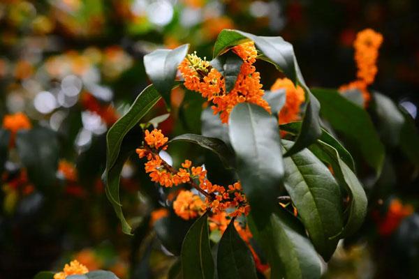 合肥哪里有桂花景点