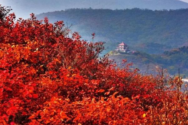 北京枫叶红了吗2022 北京枫叶观赏地点有哪些