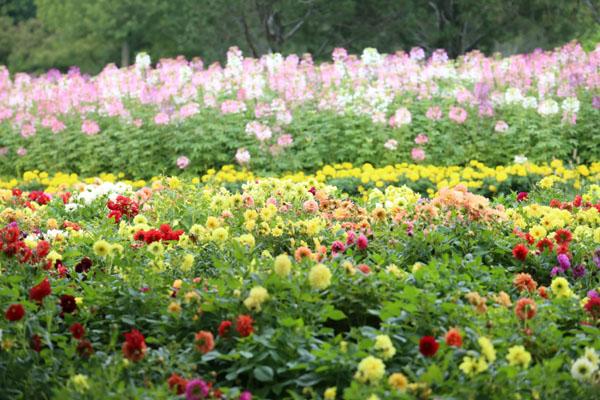 2022北京菊花节在哪举办 地址在哪里