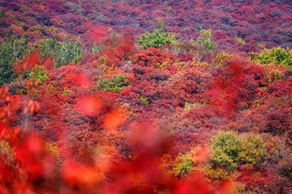 2022北京坡峰嶺紅葉節活動時間及門票價格 附游玩須知