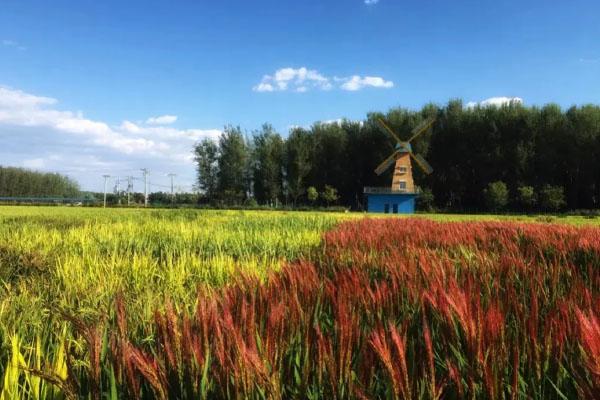 2022北京最美稻田在哪里