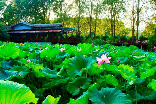 东湖生态旅游风景区门票多少钱