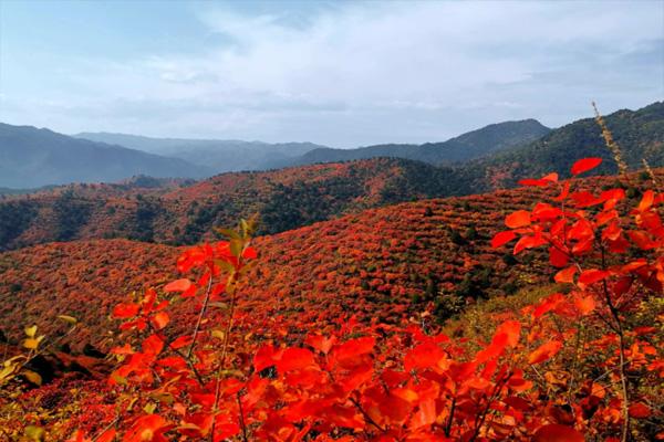 云台山红叶最佳观赏时间是几月份