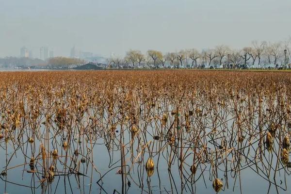 杭州西湖秋天的美景有哪些
