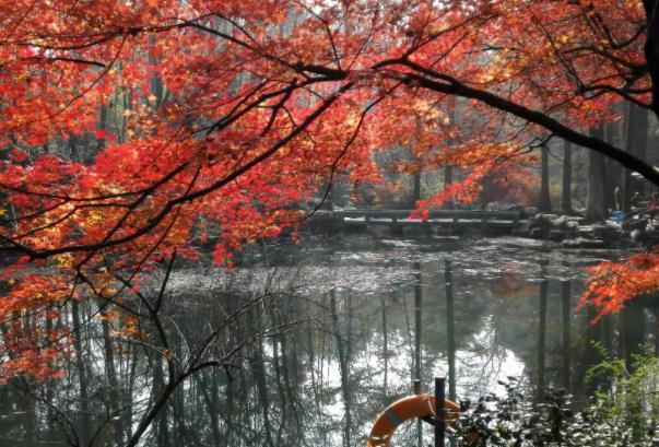 杭州西湖秋天的美景有哪些