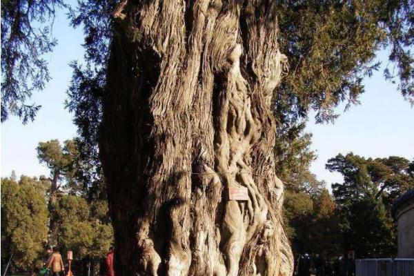 北京的古树有哪些 哪里有千年古树