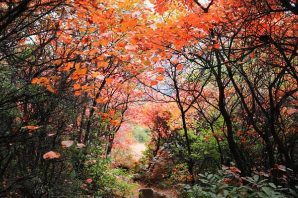 2022河南最美的红叶观赏地