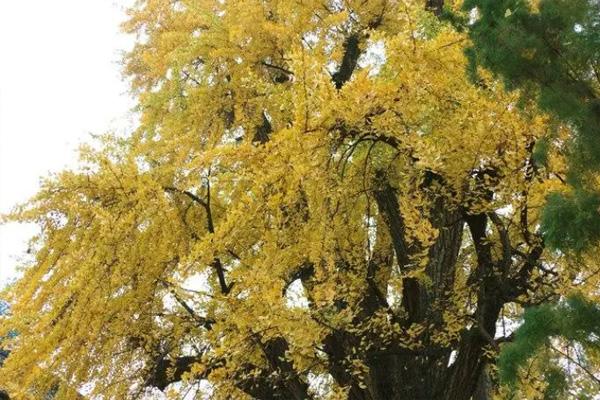 西安银杏树在哪个寺庙怎么去