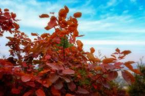 太原秋天看红叶和银杏的地方