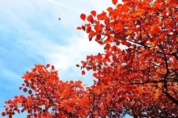 太原秋天看红叶和银杏的地方