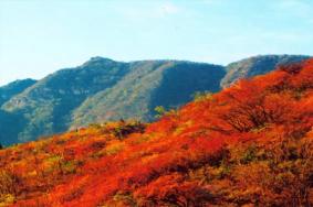 2023北京香山紅葉節交通管制